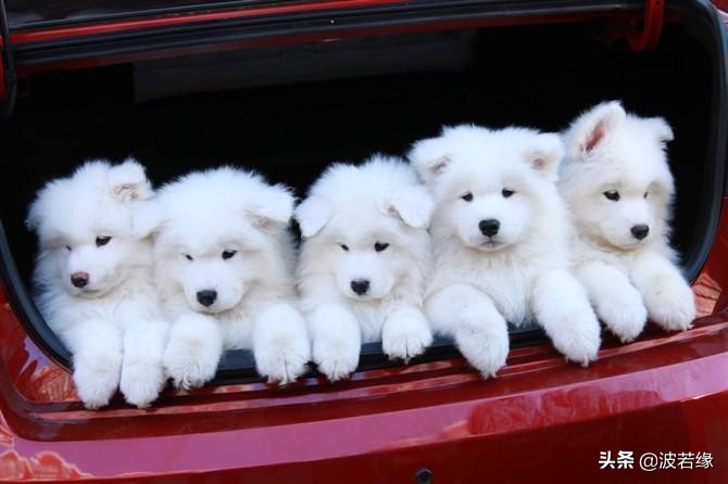 萨摩耶狗狗护食的正确教育方法,萨摩耶宠物怎么养成