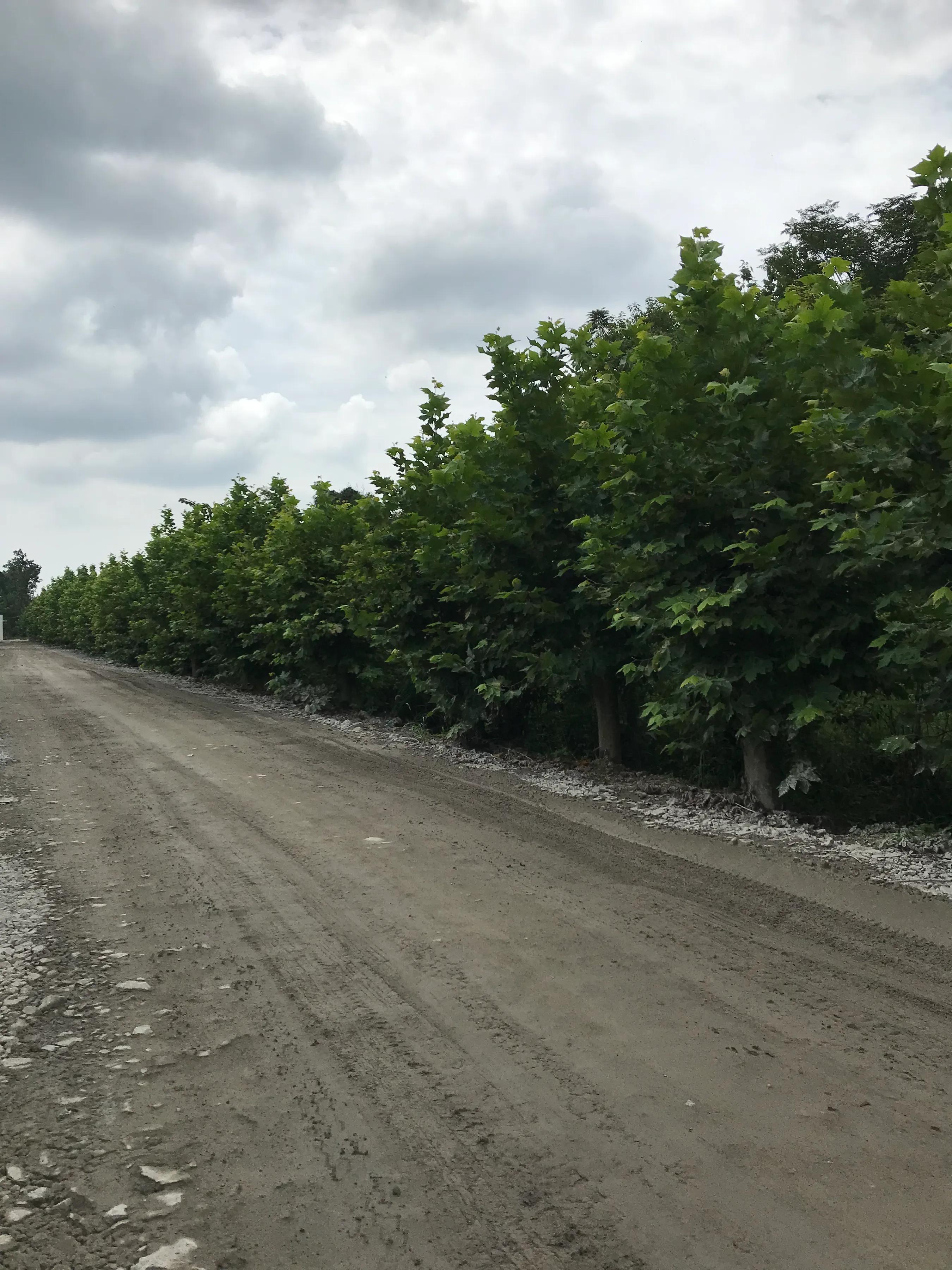 山远近路横斜读音,山远近路横斜青旗沽酒有人家意思