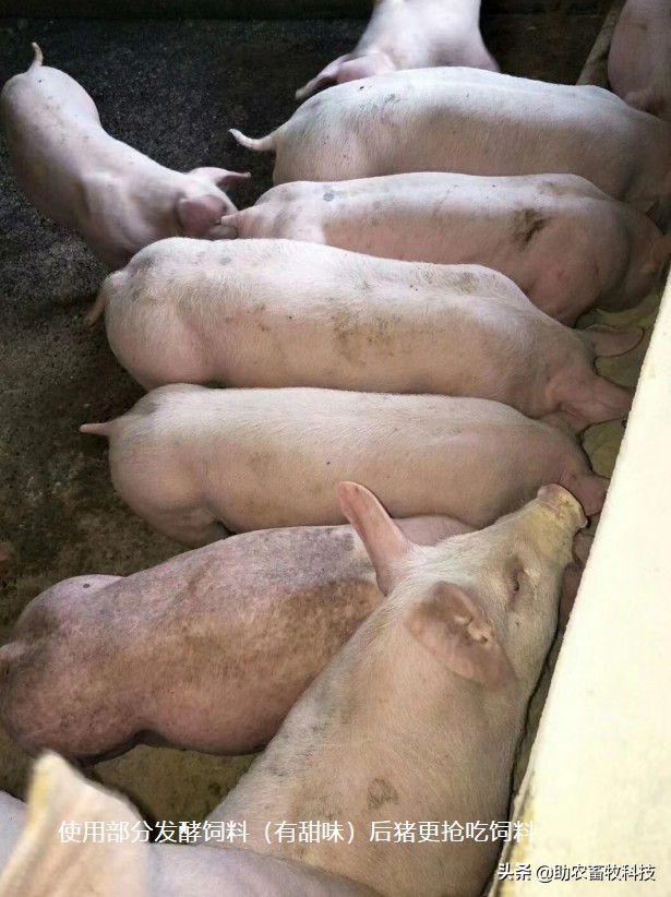 如何鉴别液体肥发酵成功了,发酵料好坏怎么判断