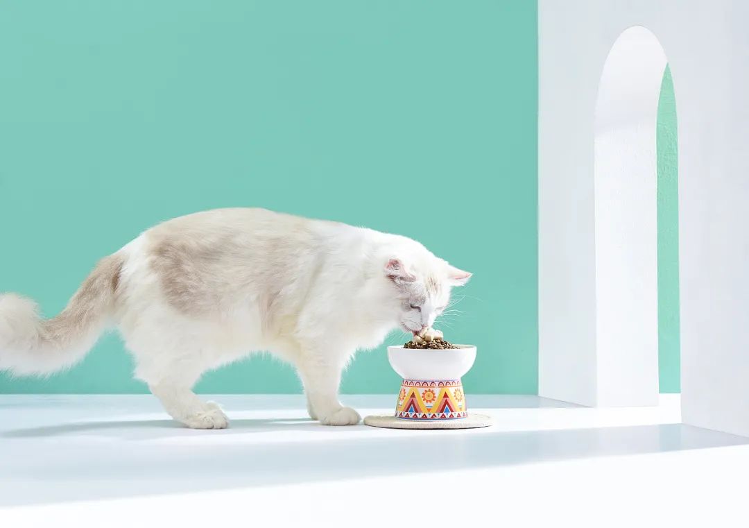 孕猫孕后期总呕吐是什么原因,孕猫呕吐吃什么药