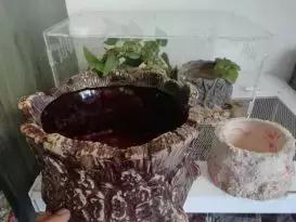 如何让观赏蛇类在人工环境下住得幸福