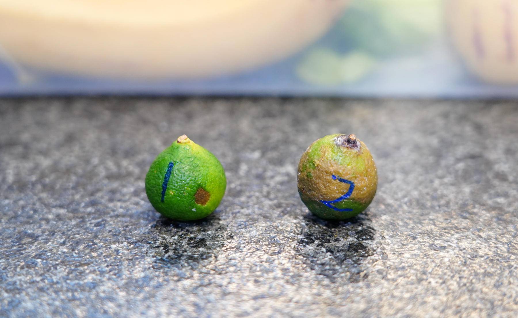 摩飞与摩飞电器有何区别,摩飞各种电器好用吗