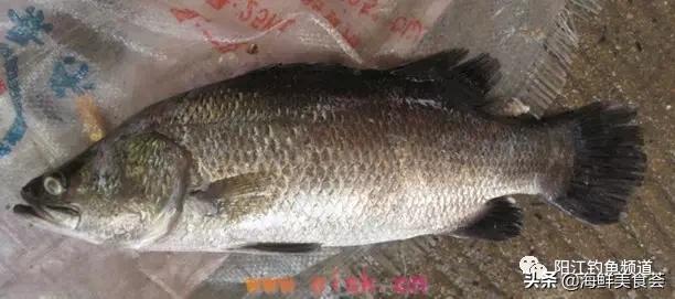 十种最受欢迎的海鱼,钓鱼人最爱的海鱼