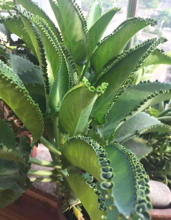 农村瓦片上长的多肉,农村多肉随便养