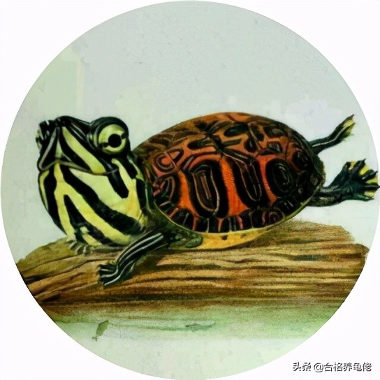 安利几个快速送走你的龟的好办法