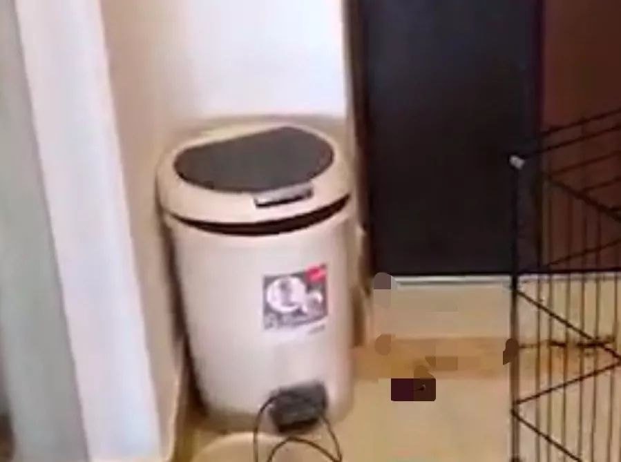 如何纠正猫咪的尿床行为,怎么彻底解决猫咪尿床