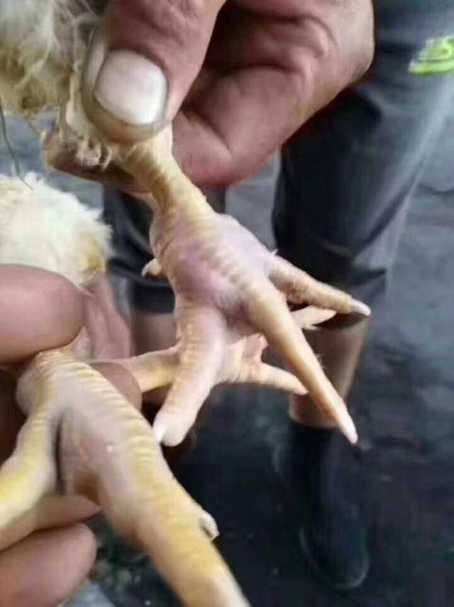 鸡支原体滑囊炎发病最根本原因,鸡得了滑液囊支原体影响长势吗