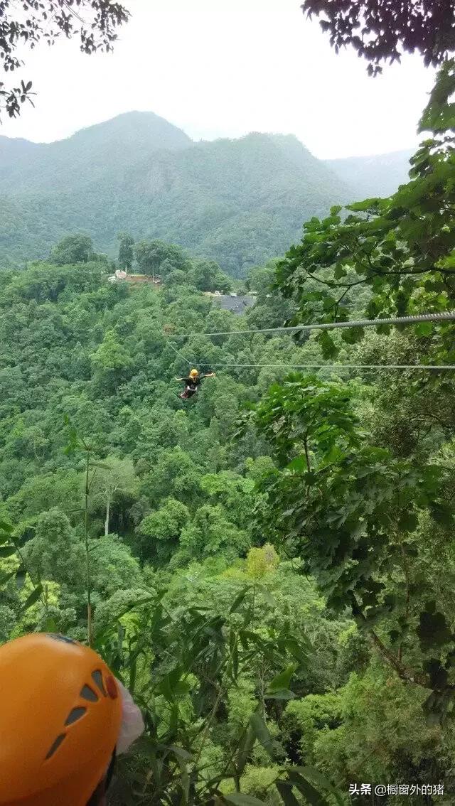 泰北玫瑰的英文,泰北玫瑰图片