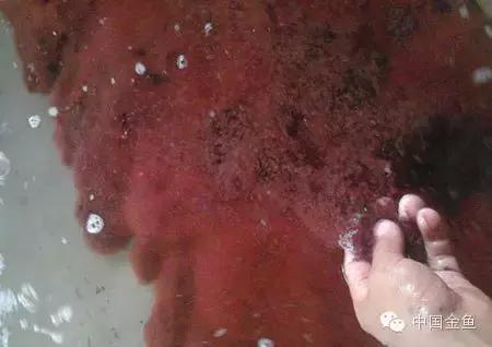 金鱼吃什么饲料既干净又有营养,金鱼都喂食什么饲料好吃