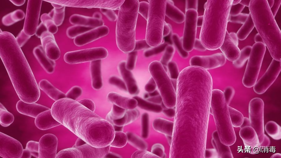 微生物中最好看的微生物,适合用来科普的微生物