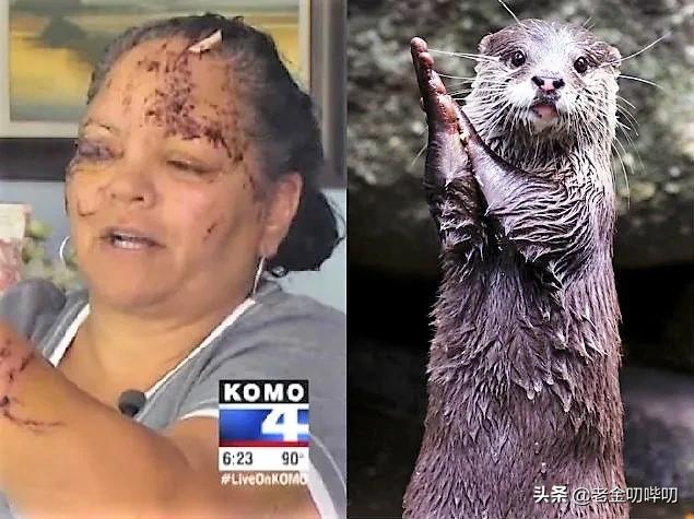 水獭与平头哥是同科吗,水獭动物界的平头哥