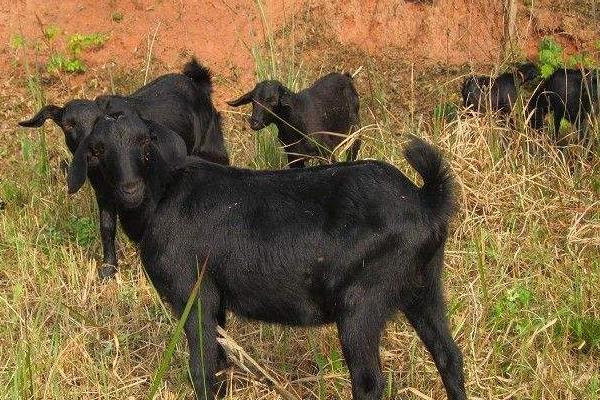 云南昌宁巨蟒,有几十米长的巨蟒蛇吗