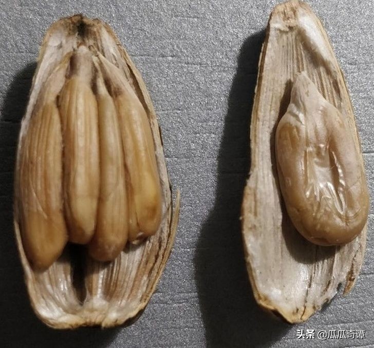 恶魔果实水果性能,恶魔果实图鉴108种属性