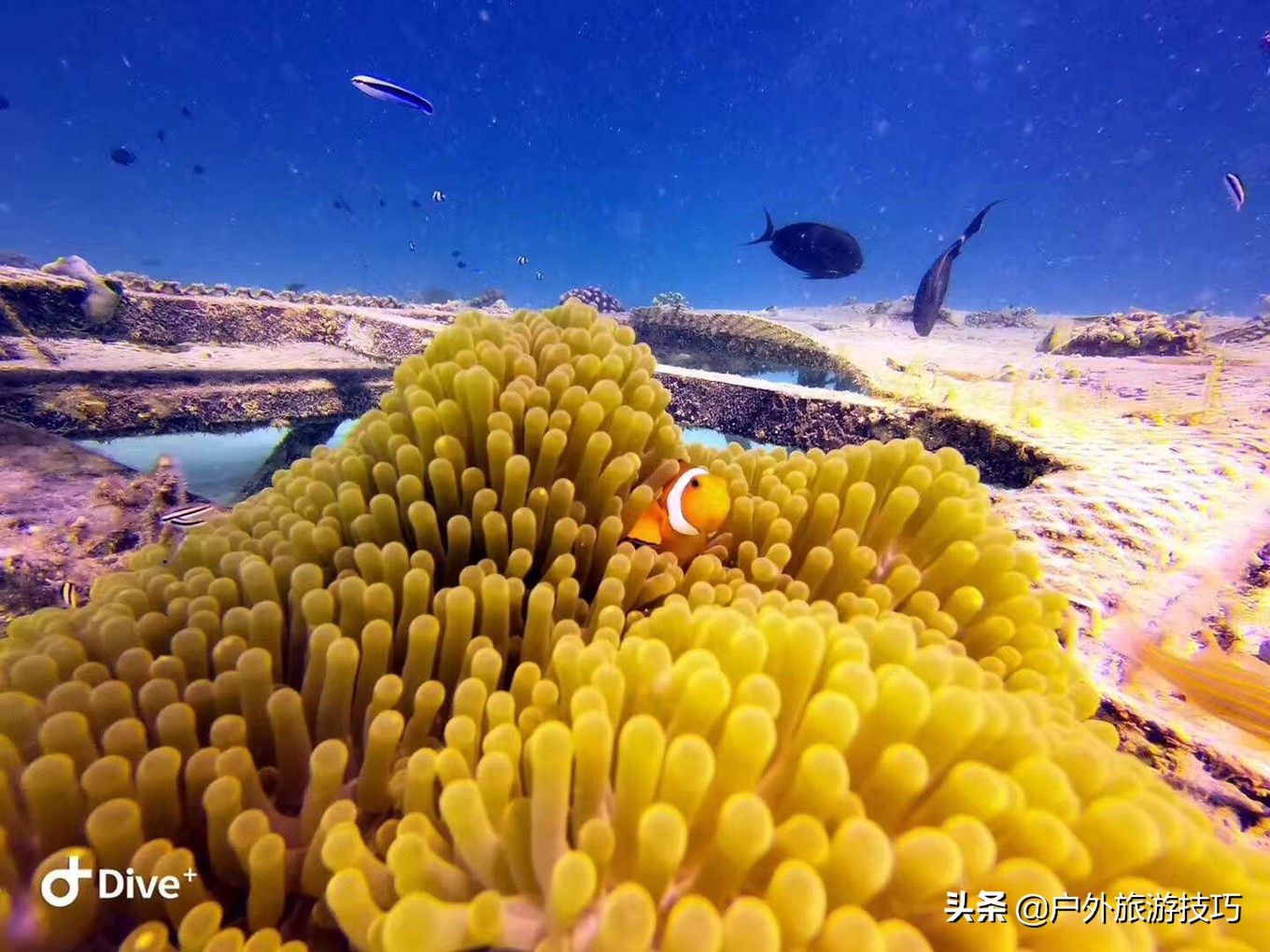 沙巴旅游住仙本那好还是斗湖好 (马来西亚仙本那最佳旅游月份)