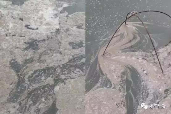 拒绝潜规则后如何处理,鱼池泡沫多最简单的处理方法