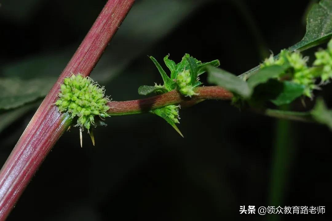 为了写文章我吃了霉苋菜梗,打算申请个工伤