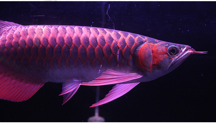 养龙鱼有什么风水讲究,风水龙鱼养几条比较好