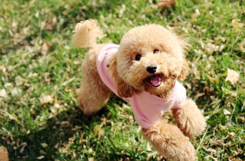 泰迪犬可以在卧室睡么,怎么让泰迪犬睡觉