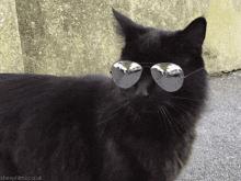 猫咪身上不同的味道代表什么,为什么猫咪的眼睛有不同颜色