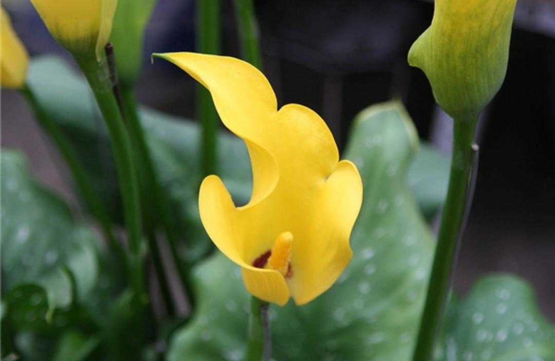 黄花马蹄莲叶子形状,红黄花马蹄莲图片