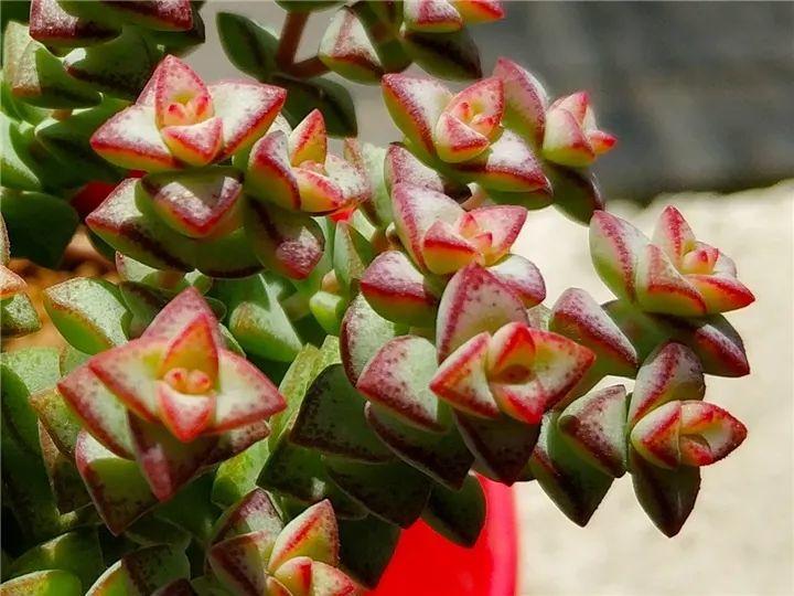 100种常见多肉的养法图片大全,60种好度夏的多肉植物