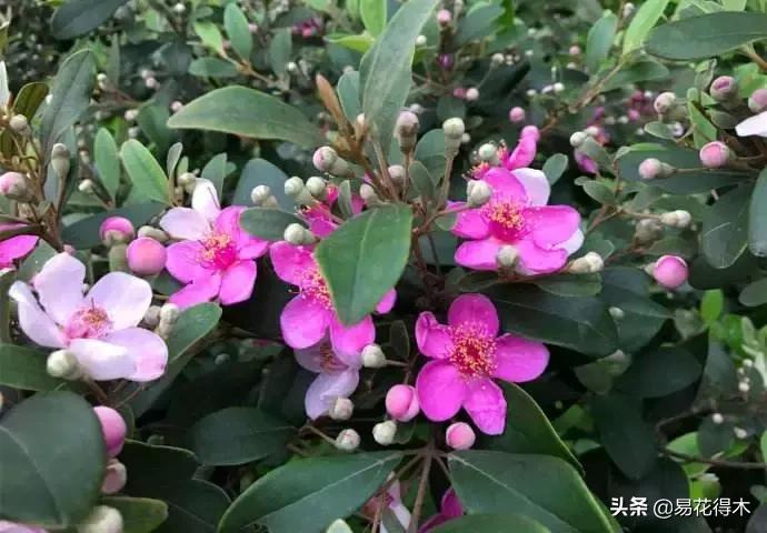 桃金娘的正确使用方法,桃金娘1月份怎么养