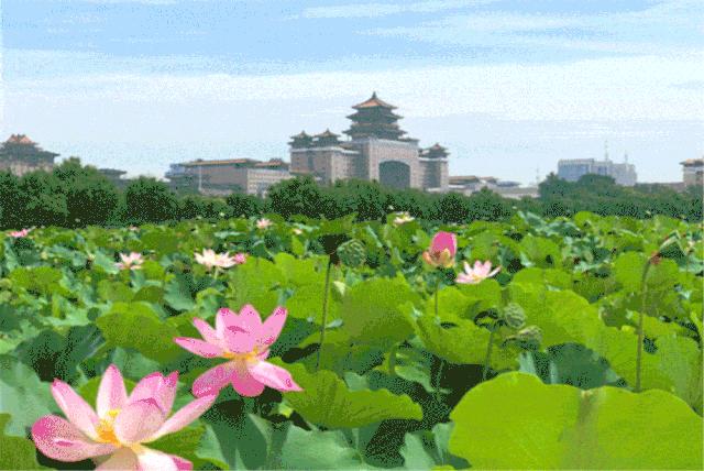 2020丰台文化和旅游消夏季活动正式启动！5条线路，游园、嬉水、赏花、亲子、夜游，全都有！