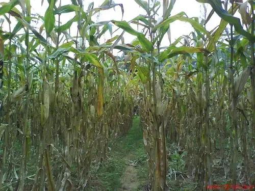 哈尔滨狼进村原视频,哈尔滨三只狼进村后续