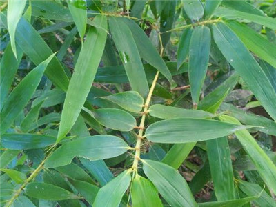 竹子的移栽方法,野生竹子4月份移栽可以吗