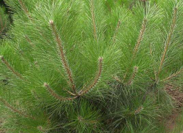 种樟子松的前景如何,樟子松种植视频大全