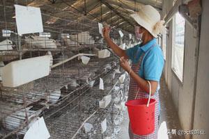 肉鸽人工孵化的几个关键步骤,肉鸽人工孵化养殖技术