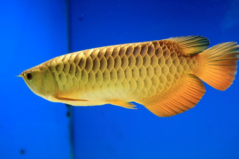 龙鱼吐胃袋多久能恢复,龙鱼进食解析