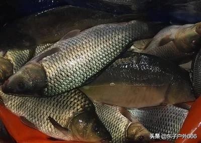 “不空军”鱼饵真的能够不空军吗？看看这些你就明白了