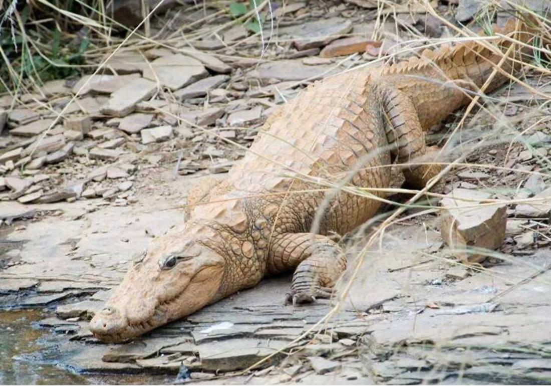 鳄类养殖技术,鳄龟养殖注意事项视频大全