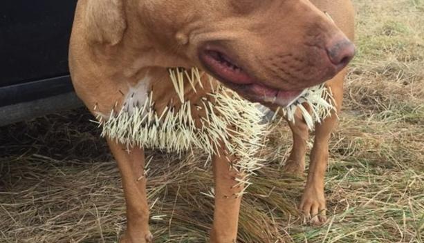 小狗受伤了怎么处理伤口,小狗外伤伤口一般多久能自愈