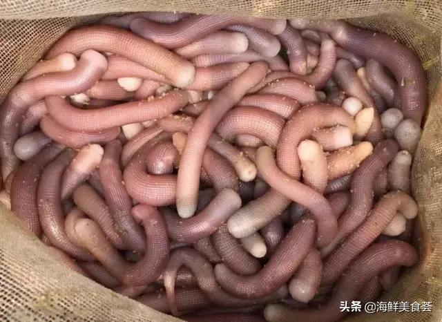 常见的鱼虾蟹等海鲜的认识,虾蟹类海鲜大全