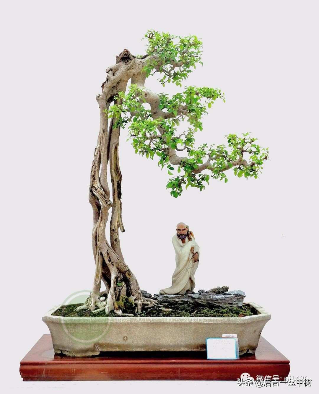 盆景跌价,盆景跌枝怎么解决