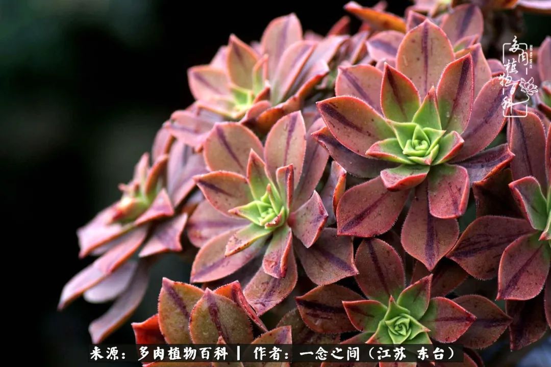 一见多肉误终生,一见多肉误终生从此入了养花坑