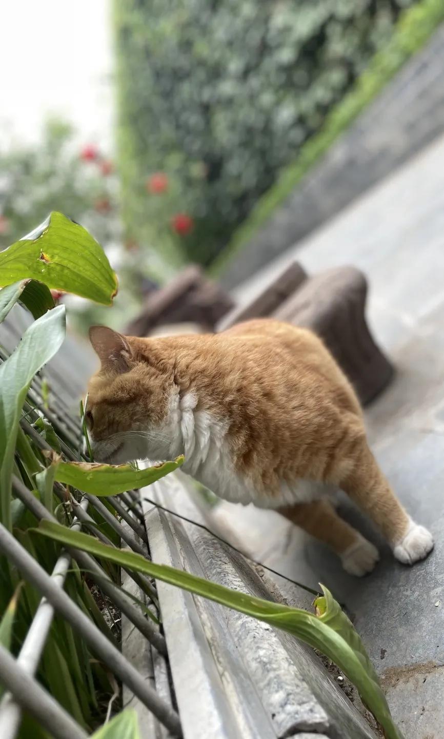 听说我没有脖子？