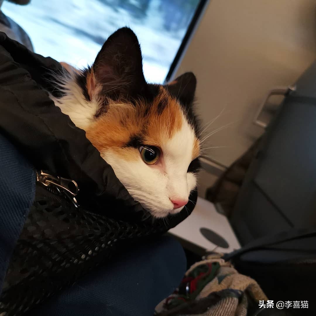 猫咪不出门有没有危害,猫咪不出门感染弓形虫几率大吗