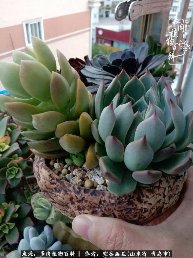 多肉最美的时光,多肉惊艳我的时光