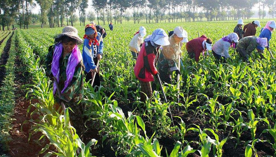 现在在农村做什么生意最靠谱,在农村做什么生意比较好一点