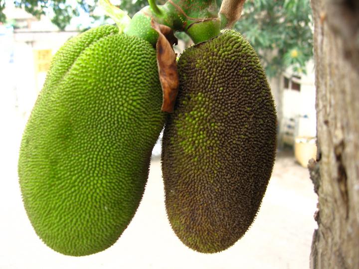 刚在市场买的菠萝蜜是坏的,买的菠萝蜜有点烂怎么办