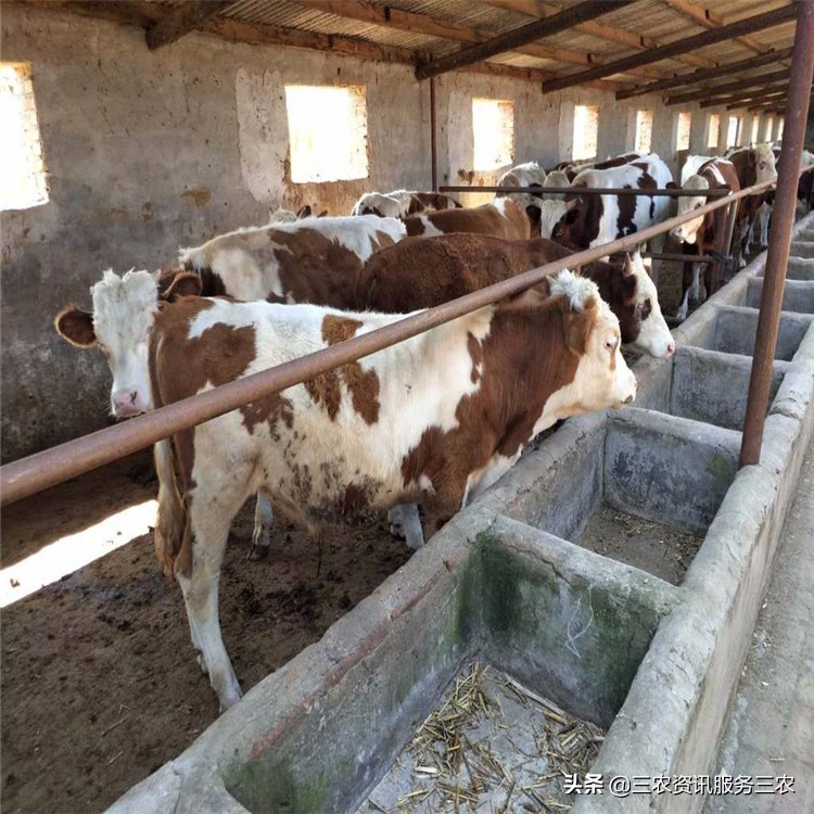 山东买牛人的心声