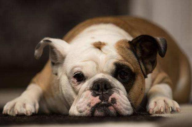 养法国斗牛犬脏吗,养英国斗牛犬的缺点