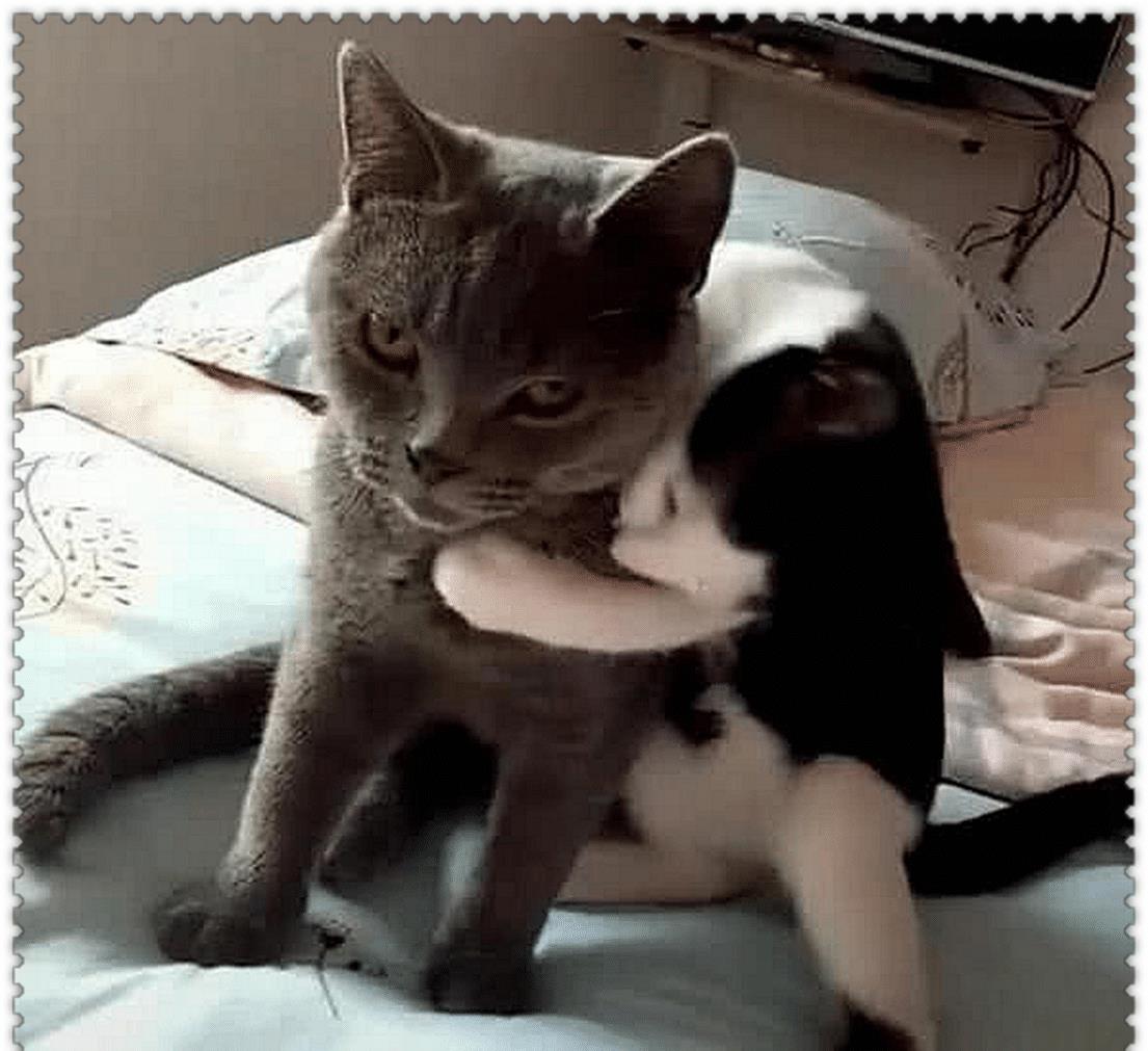 蓝猫母猫绝育后什么样,蓝猫被绝育的视频