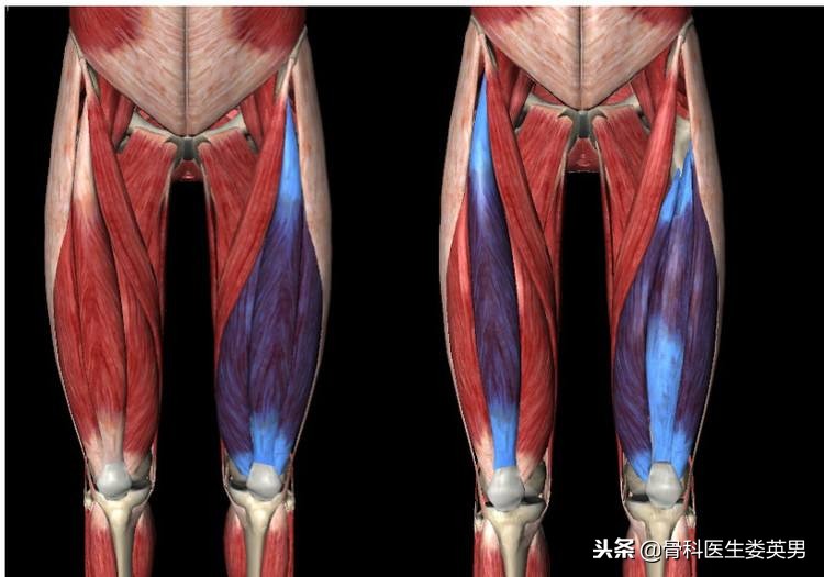抖音推荐治疗膝关节的药是真的吗,膝关节锻炼之磨鹰爪