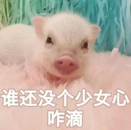 看完国际大牌”猪年限定款“，求求你们放过猪吧……