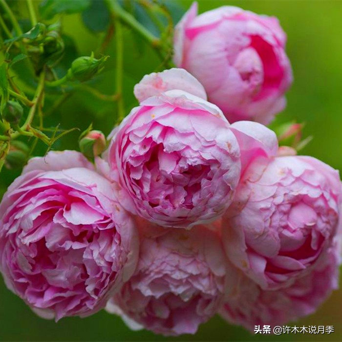 月季病害通用药,月季病害的必备药物