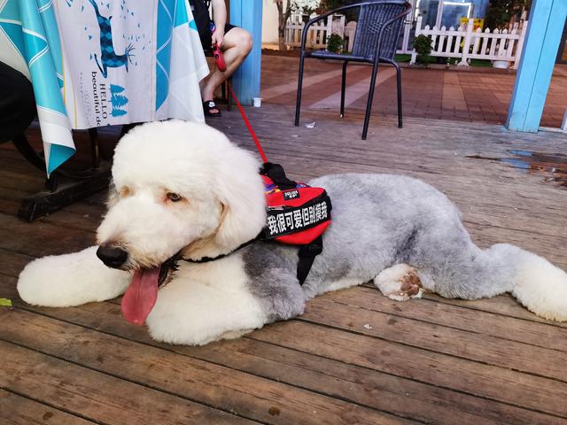 母狗发情期,狗主人记得要做好这3点,要不然哪天带球回家你别哭